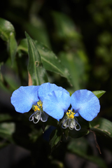 Commelina erecta