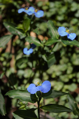 Commelina erecta