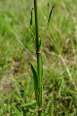 Silene multiflora