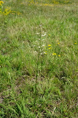 Silene multiflora