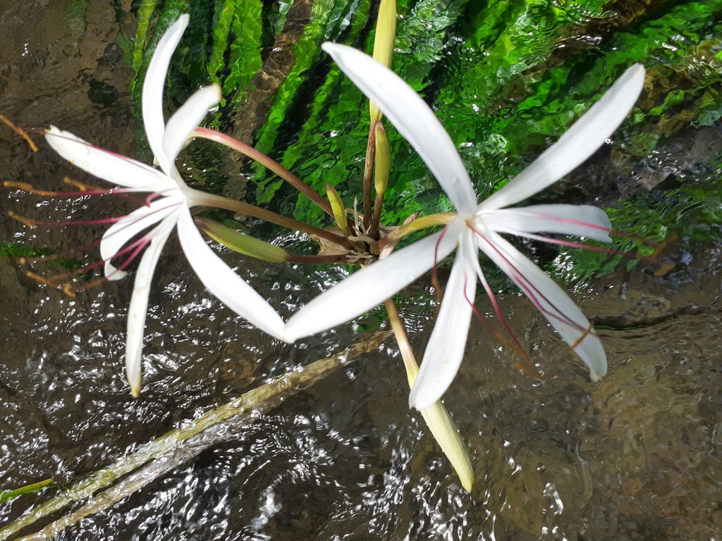 Water Onion