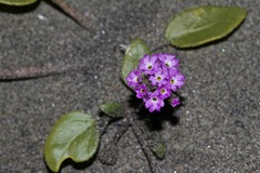 Abronia umbellata breviflora