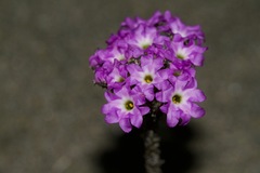 Abronia umbellata breviflora
