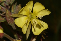 Oenothera wolfii