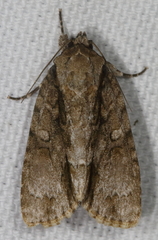 Acronicta connecta