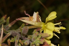 Oenothera wolfii