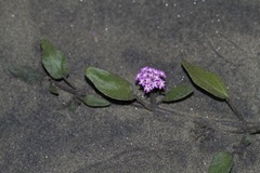 Abronia umbellata breviflora