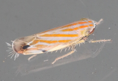 Deltanus texanus