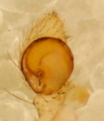 Mecaphesa lepida