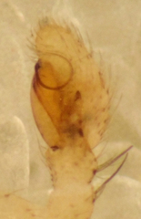 Mecaphesa lepida