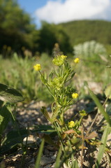 Ranunculus arvensis