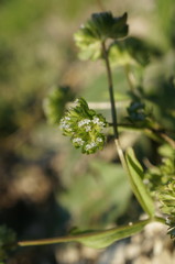 Valerianella carinata