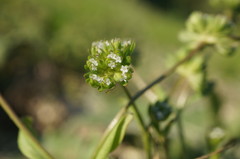 Valerianella carinata