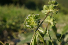 Valerianella carinata