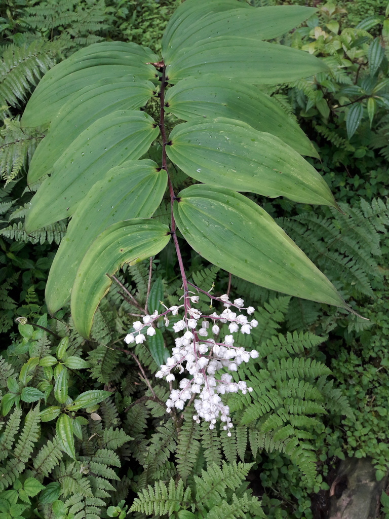 Maianthemum oleraceum