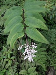 Maianthemum oleraceum