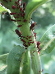 Aphidina