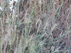 Aegilops triuncialis