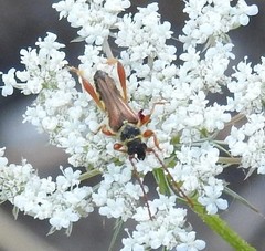 Stenopterus mauritanicus