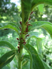 Aphidina