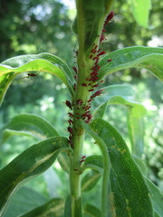 Aphidina