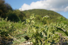 Valerianella carinata
