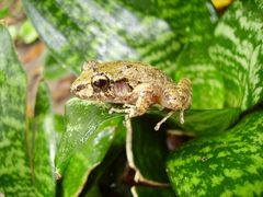 Craugastor rupinius