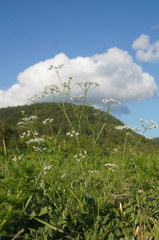 Bifora radians