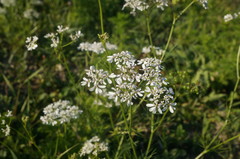 Bifora radians