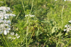 Bifora radians