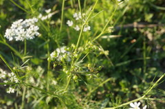 Bifora radians