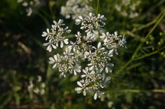 Bifora radians