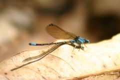 Argia rhoadsi