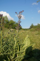 Anchusa leptophylla