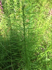 Liatris pycnostachya pycnostachya