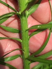 Liatris pycnostachya pycnostachya