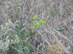 Lavandula pedunculata