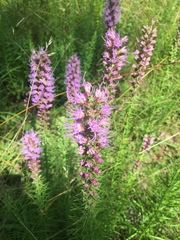 Liatris pycnostachya pycnostachya