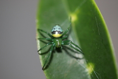 Bijoaraneus praesignis