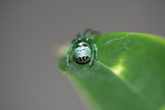 Bijoaraneus praesignis