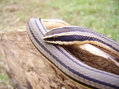 Conophis lineatus