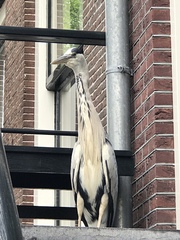 Ardea cinerea