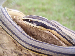 Conophis lineatus