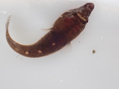 Gobiesocidae