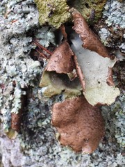 Umbilicaria hirsuta