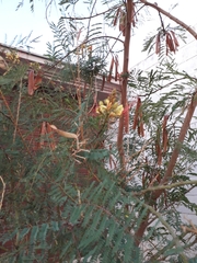 Erythrostemon gilliesii