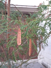 Erythrostemon gilliesii