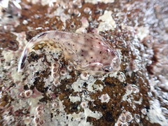 Diplocrepis puniceus