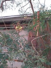 Erythrostemon gilliesii