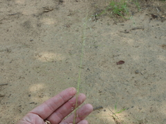 Eragrostis trichodes